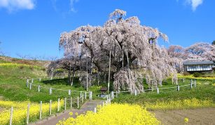 伊丹(ITM)→福島(FKS) 最安値