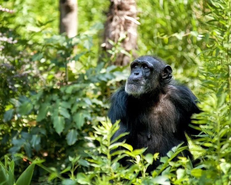 Sierra Leone - Major Tourist Attractions & UNESCO World Heritage Sites