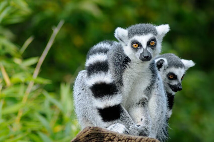 Madagascar - Major Tourist Attractions & UNESCO World Heritage Sites