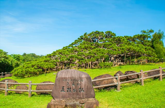 兼城 五枝の松