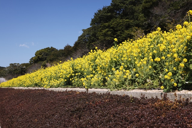 伊良湖港周辺 芦ヶ池農業公園「サンテパルクたはら」