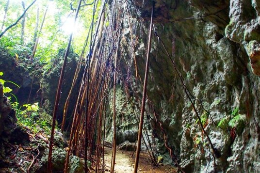 マルエーフェリー 喜界島ターミナル 観光・アクティビティ