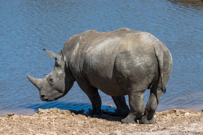 クラッガ・カンマ・ゲーム・パーク（南アフリカ共和国）