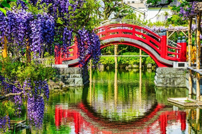 亀戸天神社の太鼓橋