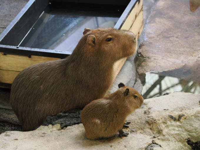 草津熱帯園（群馬）