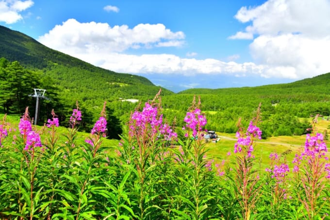 高峰マウンテンパーク