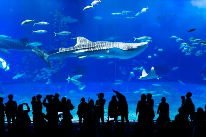 沖縄美ら海水族館