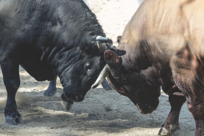 山古志の闘牛