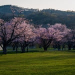 優駿さくらロード