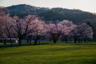 優駿さくらロード