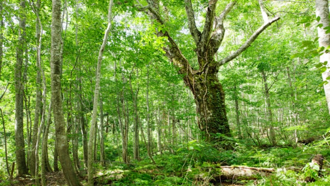 白神山地 世界遺産 外国人