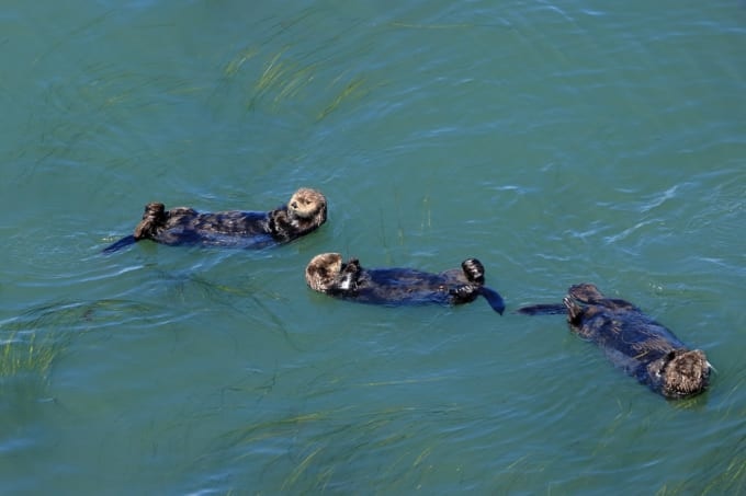 霧多布岬のラッコ