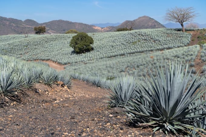 リュウゼツラン景観と古代テキーラ産業施設群（メキシコ世界遺産）