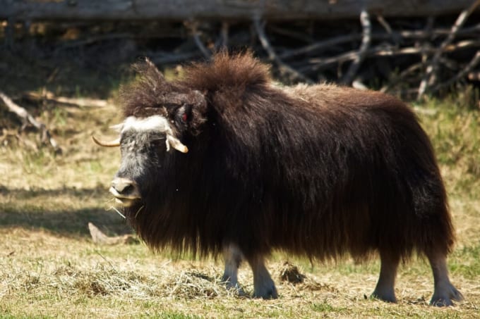 大型動物研究ステーション（フェアバンクス）