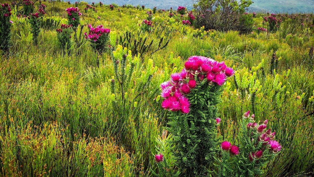 【世界遺産】ケープ植物区保護地域群｜南アフリカ共和国の自然保護区