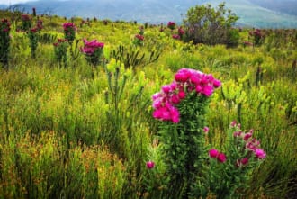 世界遺産「ケープ植物区保護地域群」