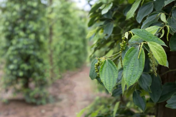 ソシーズ・ペッパー・ファーム（プノンペン）