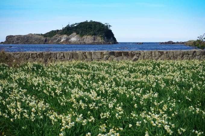 越前水仙の里公園