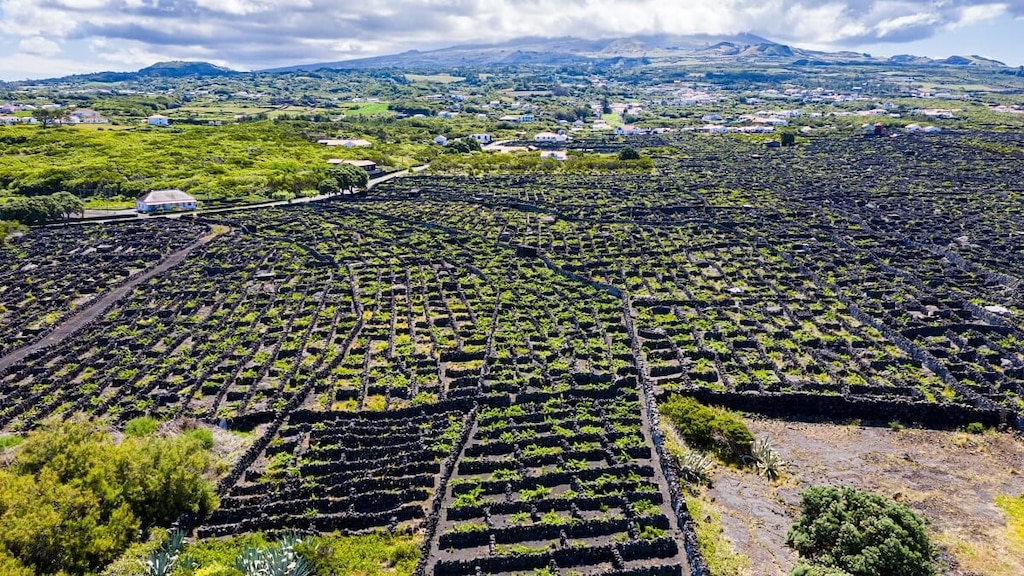 「ピコ島のブドウ畑文化の景観」黒い石垣の調和が美しいポルトガル世界遺産