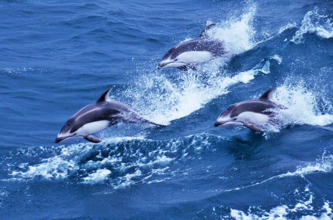 イルカウォッチング（津軽海峡フェリー）