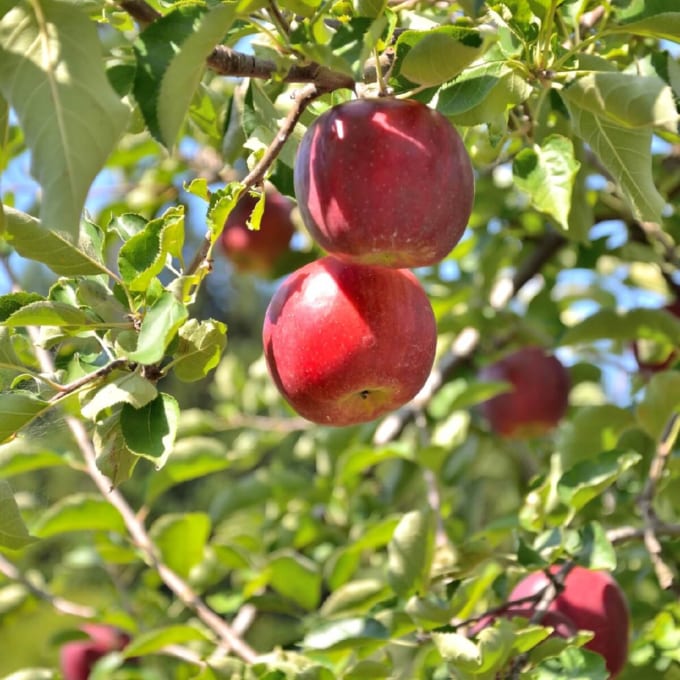 黒石観光りんご園