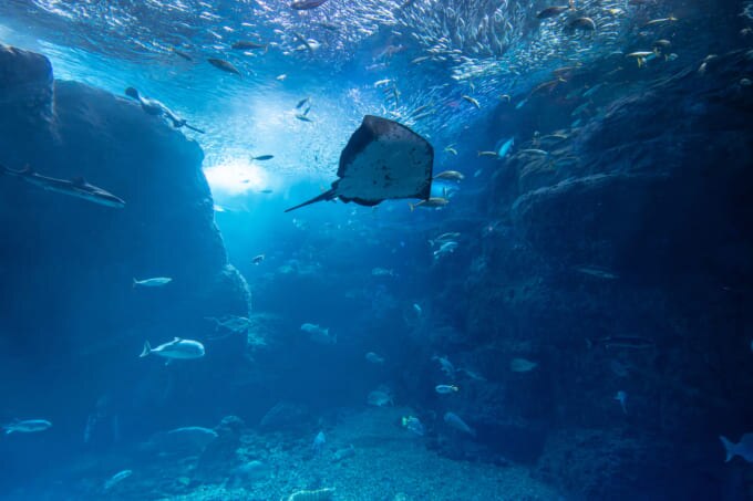 2023年 夏休み どこ行く 江ノ島水族館