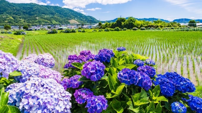 開成あじさいの里