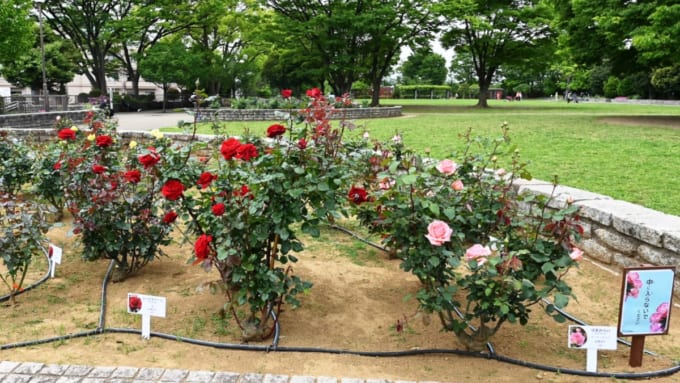 【横浜市】野毛山公園 バラ園
