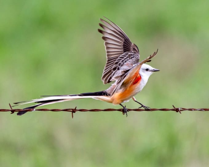 ハサミオオヒタキ（オクラホマ州の州鳥）