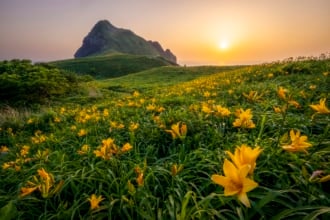 新潟県佐渡市大野亀のトビシマカンゾウ