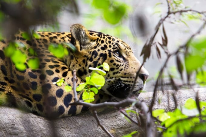 イーストロンドン動物園