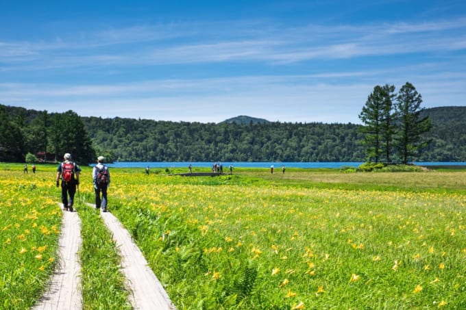 尾瀬のニッコウキスゲ（群馬県片品村）