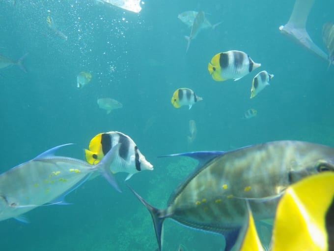 魚が泳ぐグアムの海