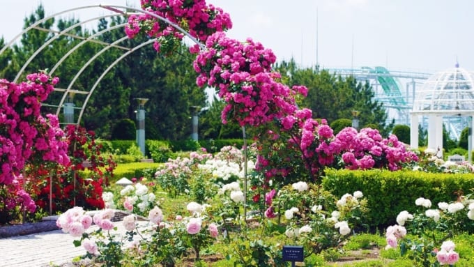【横浜市】八景島　丘の広場バラ園