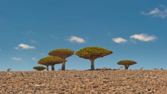 Socotra 観光