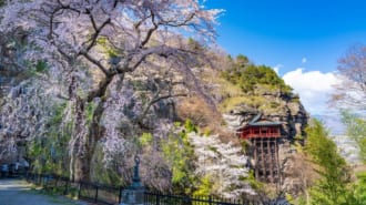 桜咲く釈尊寺布引観音