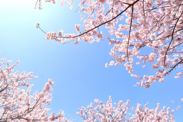 淡いピンクに心もウキウキ！秋田県のおすすめ桜の名所厳選4ヶ所