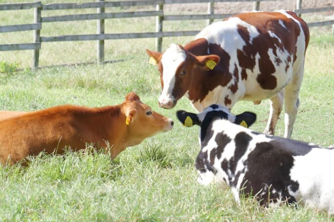 相談しているかのような愛知牧場の牛