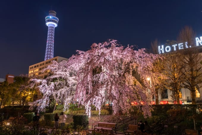 山下公園　マリンタワーと夜桜（横浜×桜）