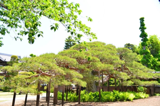 海應院（海応院）潜竜の松