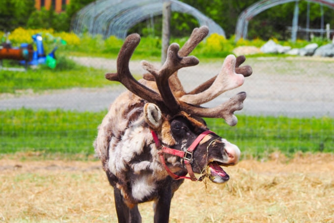 幌延町のトナカイの画像