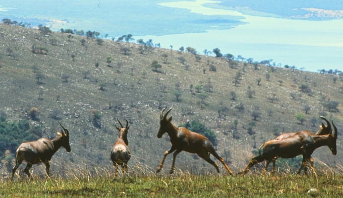 大自然で動物と遊ぶ！アフリカ内陸部の小国、ルワンダの観光スポット8選！ skyticket 観光ガイド