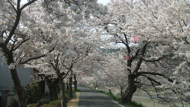 桜満開の景観にうっとり 岡山の桜名所5選へ行ってみよう Skyticket 観光ガイド