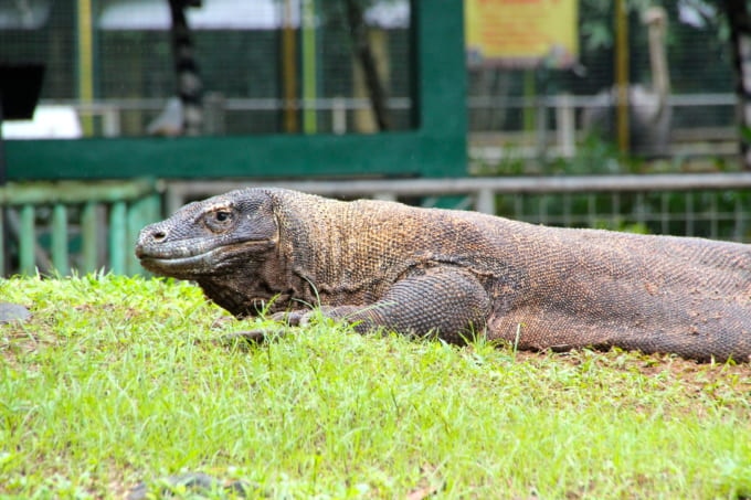ラグナン動物園のコモドドラゴン