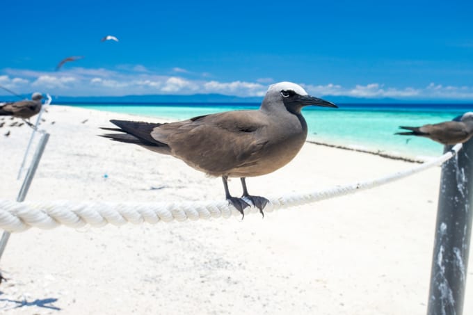 ミコマス・ケイの渡り鳥