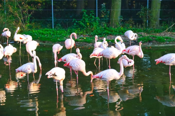 デールヘールツリ・ベルン動物園