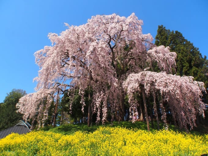 三春滝桜