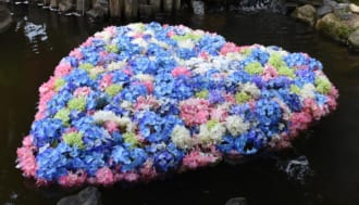 雨引観音　紫陽花の水中花