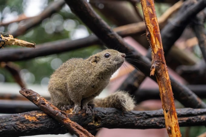 ぎふ金華山リス村