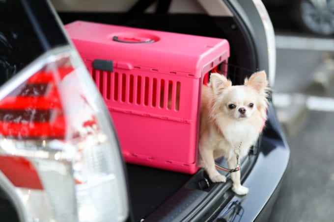 愛犬と一緒に車で旅行